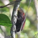 Image of Maroon Woodpecker