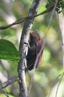 Image of Maroon Woodpecker