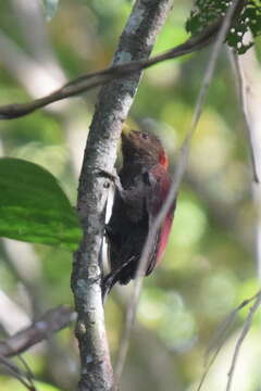 Image of Maroon Woodpecker