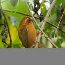 Image of White-browed Piculet