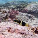 Image of Blackbar wrasse