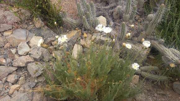 صورة Plectocephalus chilensis G. Don ex Loud.