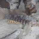 Image of Beautiful goby