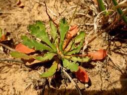 Image of Goodenia pinnatifida Schltdl.