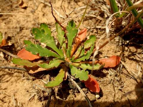 Image of Goodenia pinnatifida Schltdl.