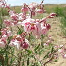 Poacynum pictum (Schrenk) Baillon的圖片