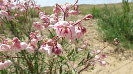 Poacynum pictum (Schrenk) Baillon的圖片