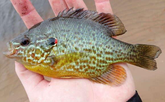 Image of Pumpkinseed