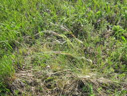 Image de Stipa pennata L.