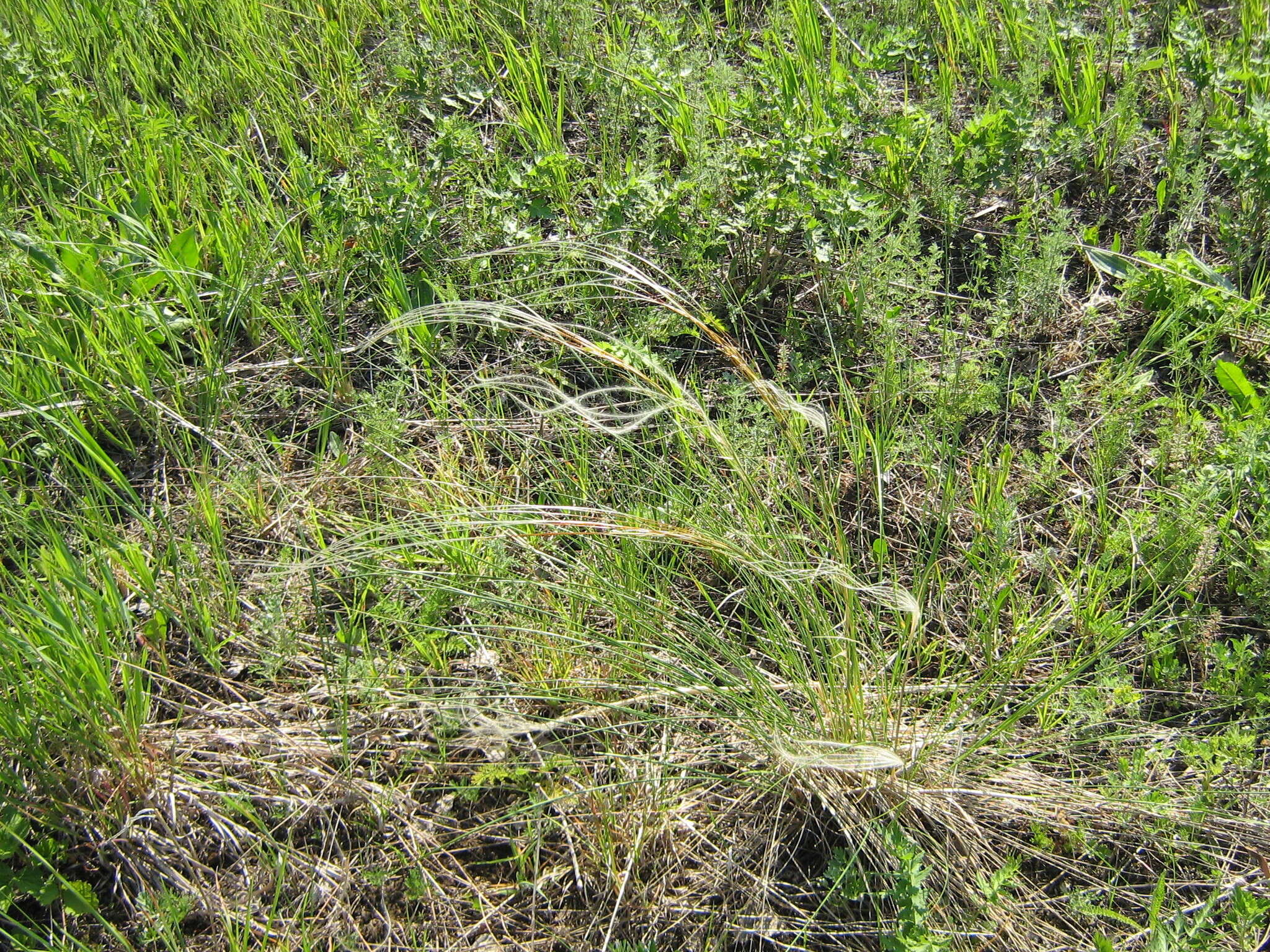 Image de Stipa pennata L.