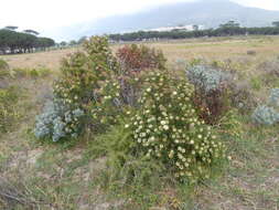 Plancia ëd Protea scolymocephala (L.) Reich.