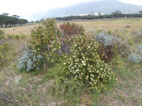 Image of Protea scolymocephala (L.) Reich.