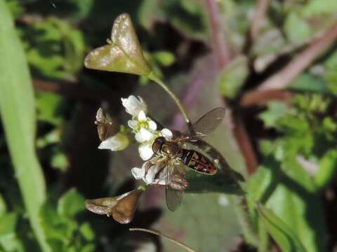 Toxomerus marginatus (Say 1823) resmi