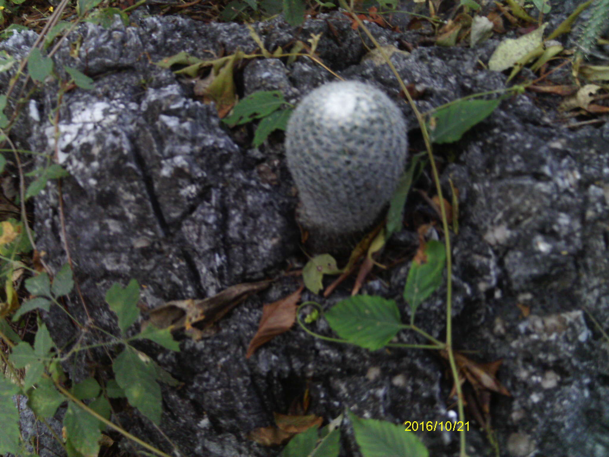 Image of Mammillaria albilanata subsp. albilanata