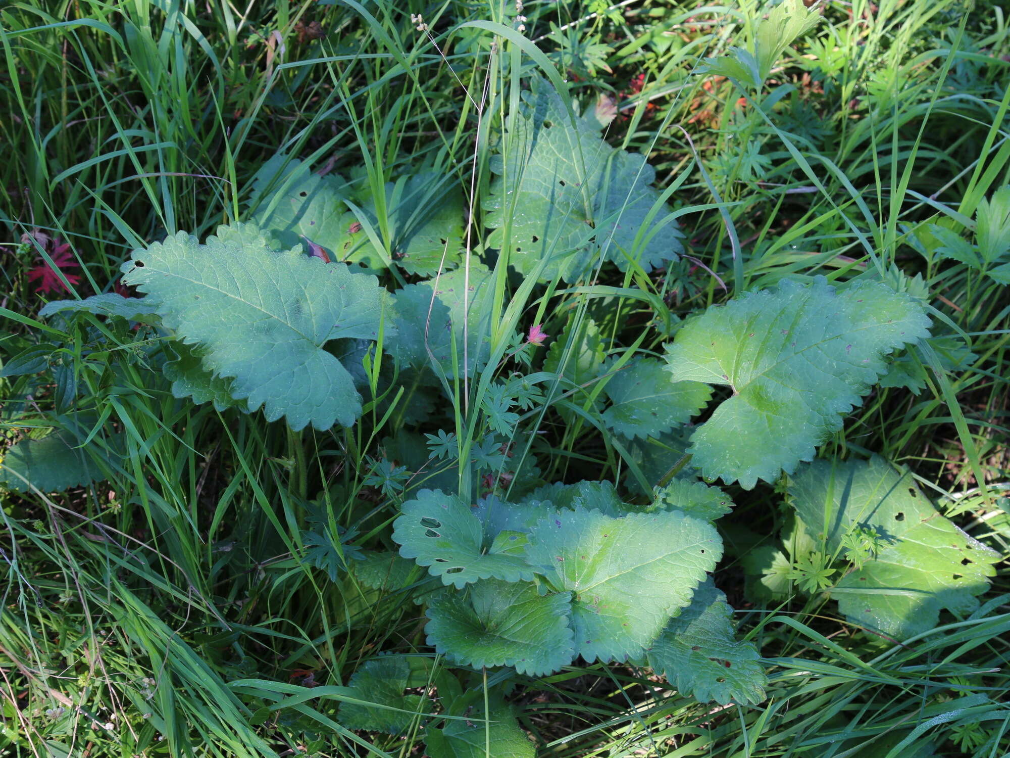 Image de Betonica macrantha K. Koch