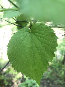 Image of softleaf arrowwood