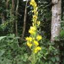 Plancia ëd Solidago chilensis var. megapotamica (DC.) Cabrera