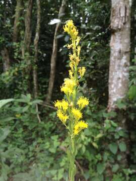 Image of Solidago chilensis var. megapotamica (DC.) Cabrera