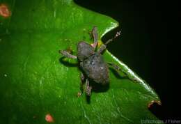 Imagem de Eufaustia mirabilis Lea 1912