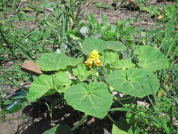 Image of yellow unicorn-plant