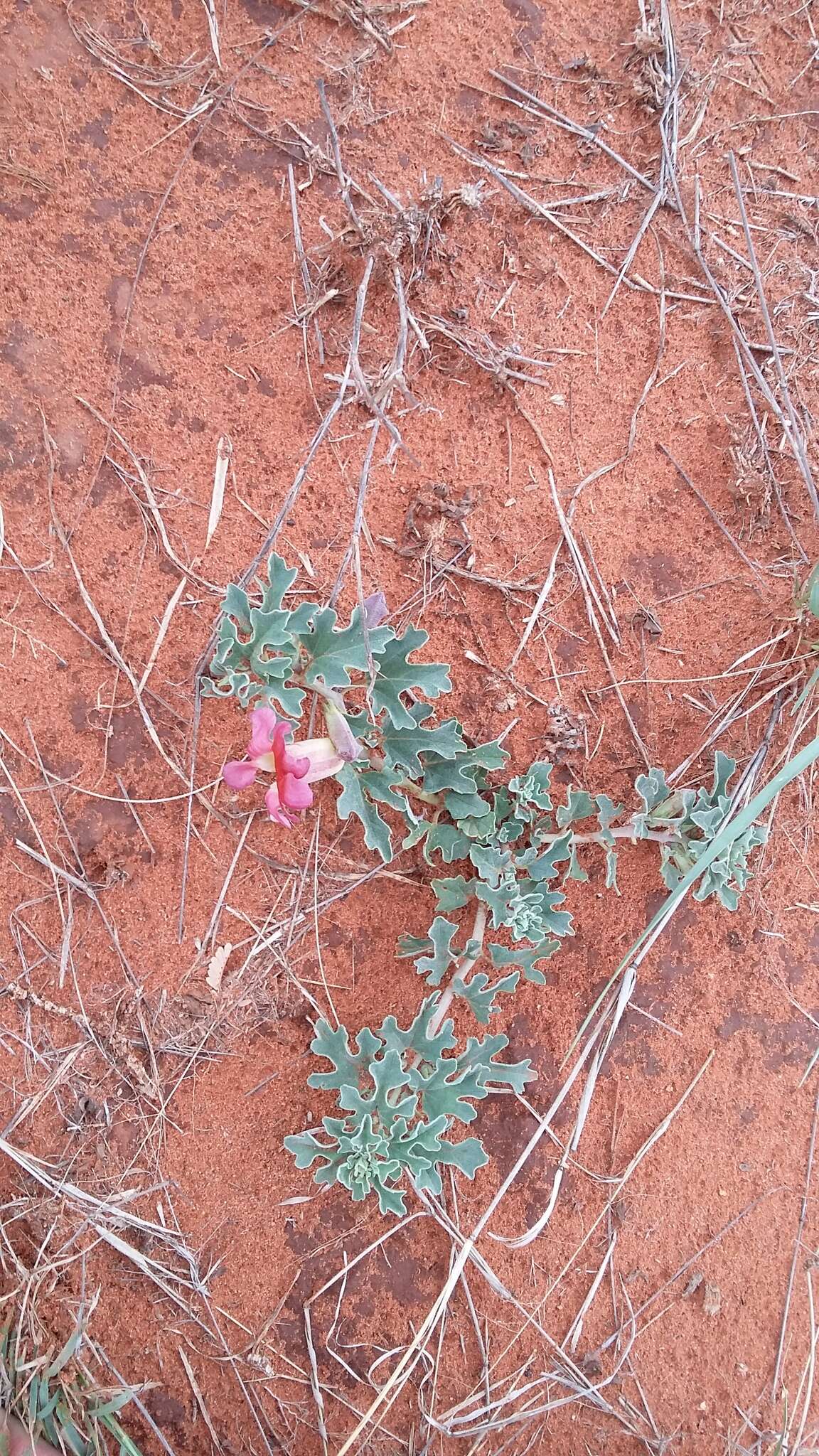 Image of Harpagophytum procumbens subsp. procumbens