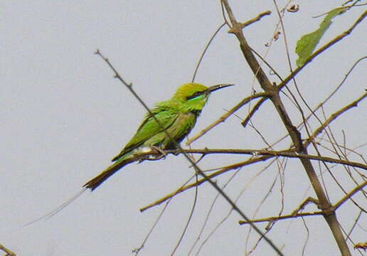 Image of African Green Bee-eater