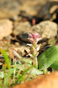 Image of Lachenalia carnosa Baker