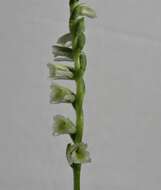 Spiranthes brevilabris Lindl. resmi