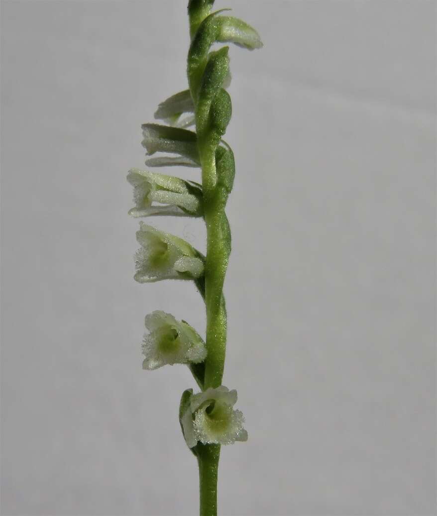 Image of Texas Ladies'-Tresses