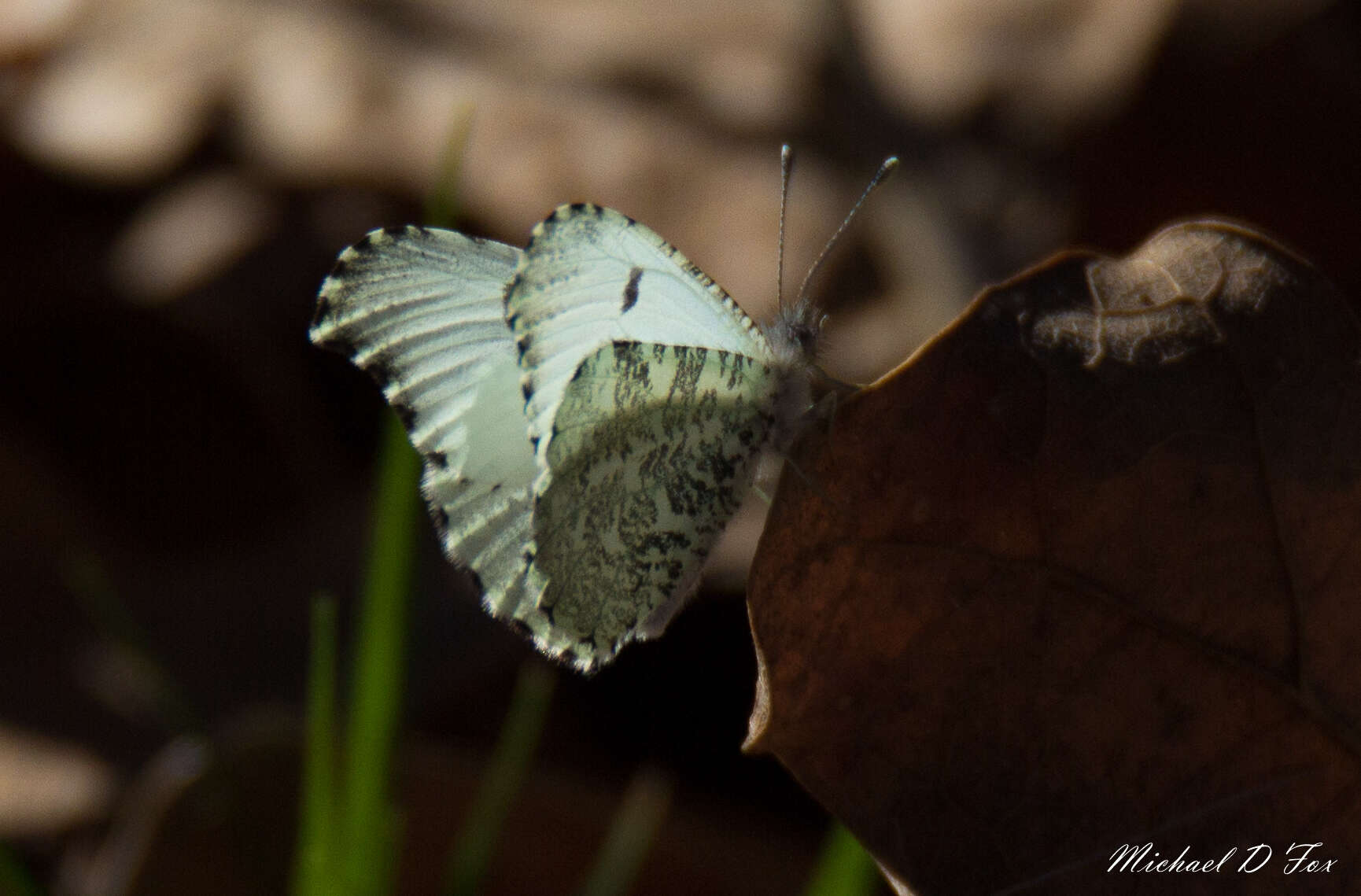 Image of Falcate Orangetip