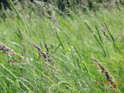 Image of Boehmer's cat's-tail