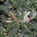 Слика од <i>Astragalus terraccianoi</i>