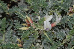 Image de <i>Astragalus terraccianoi</i>