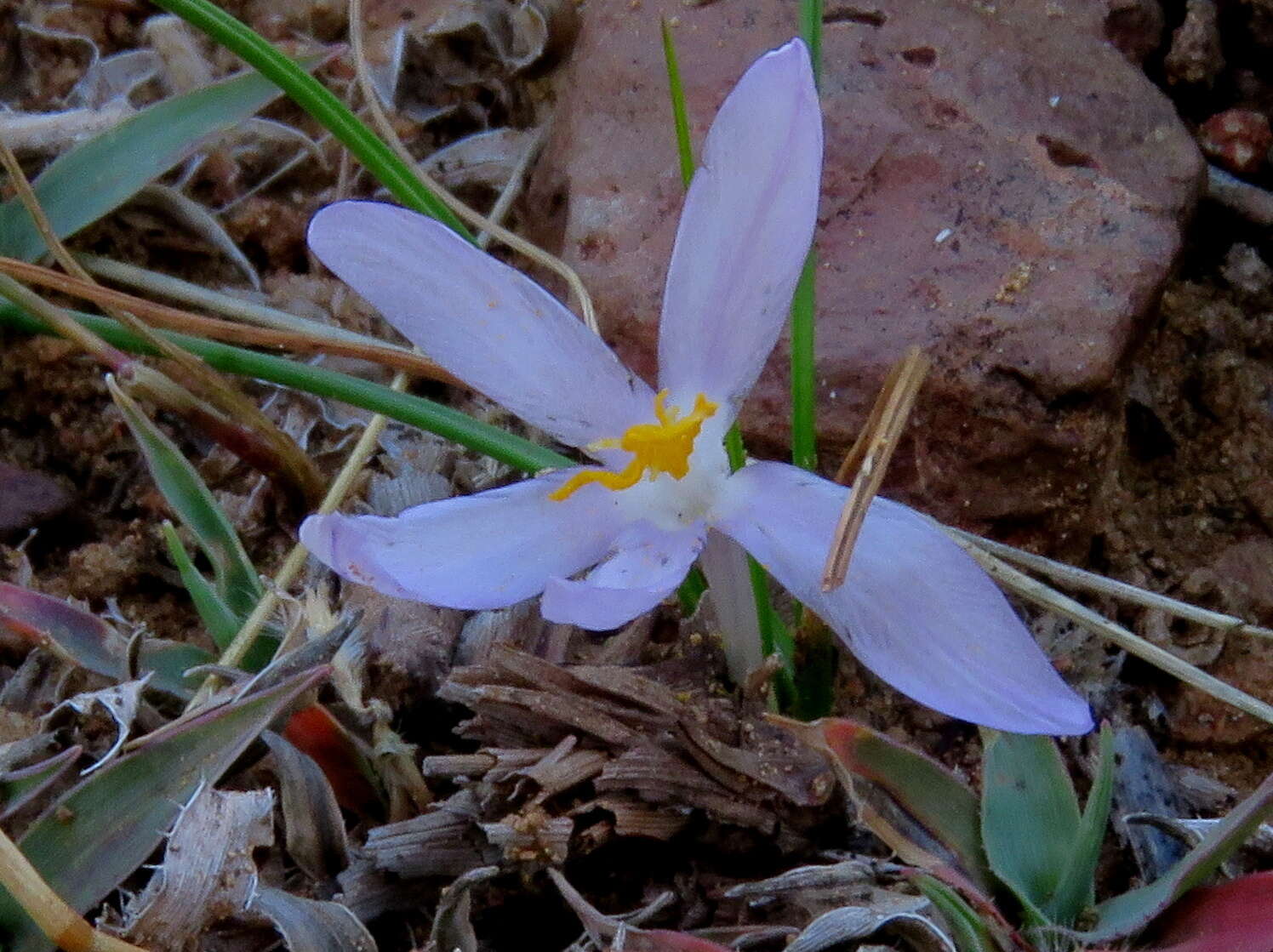 Image of Syringodea concolor (Baker) M. P. de Vos