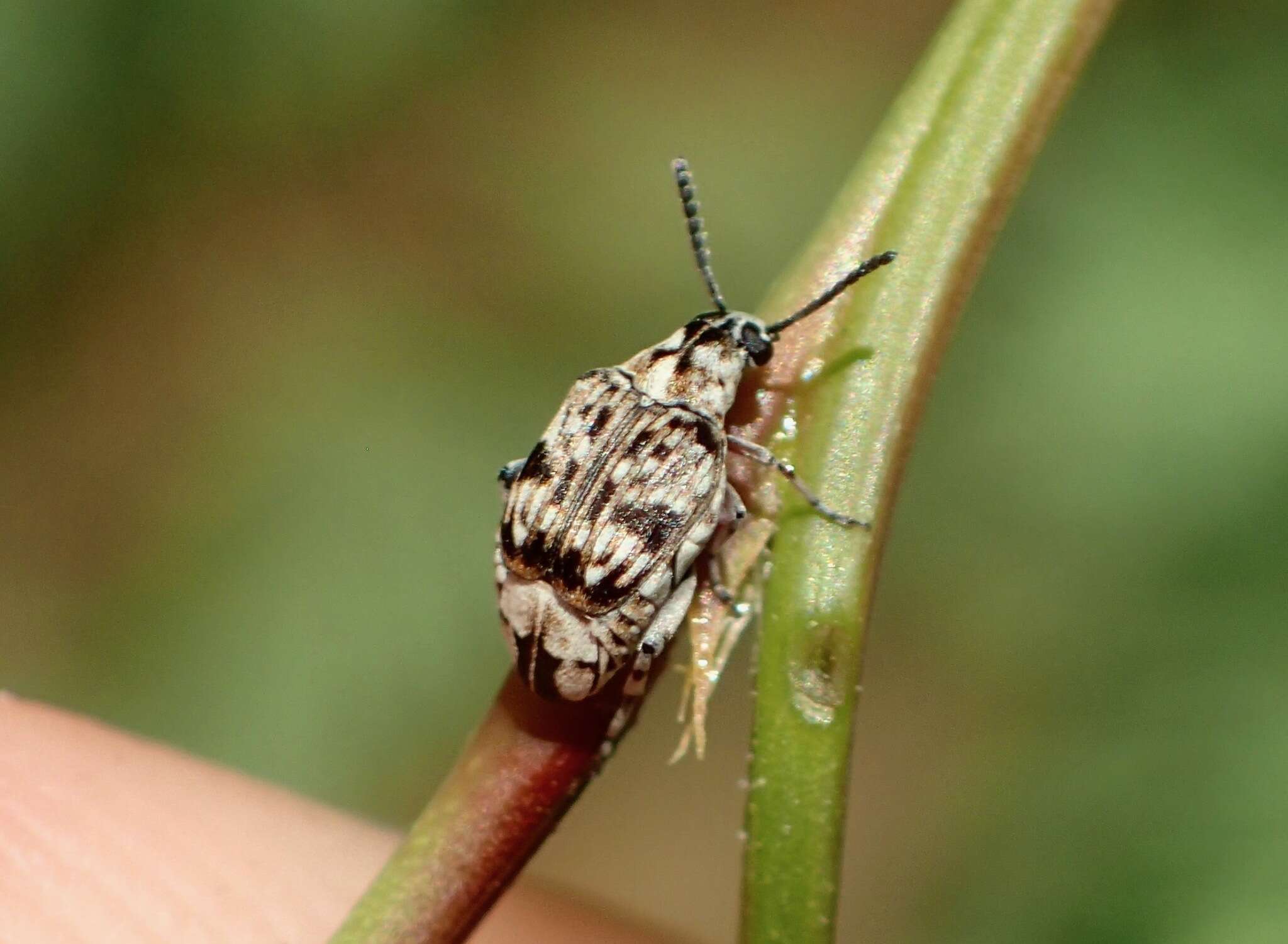 Слика од Neltumius arizonensis (Schaeffer 1904)