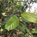 Image of Trophis scandens subsp. scandens