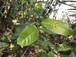 Image of Trophis scandens subsp. scandens