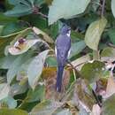 Image of Ryukyu Minivet