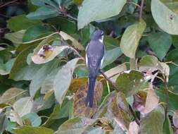 Image of Ryukyu Minivet