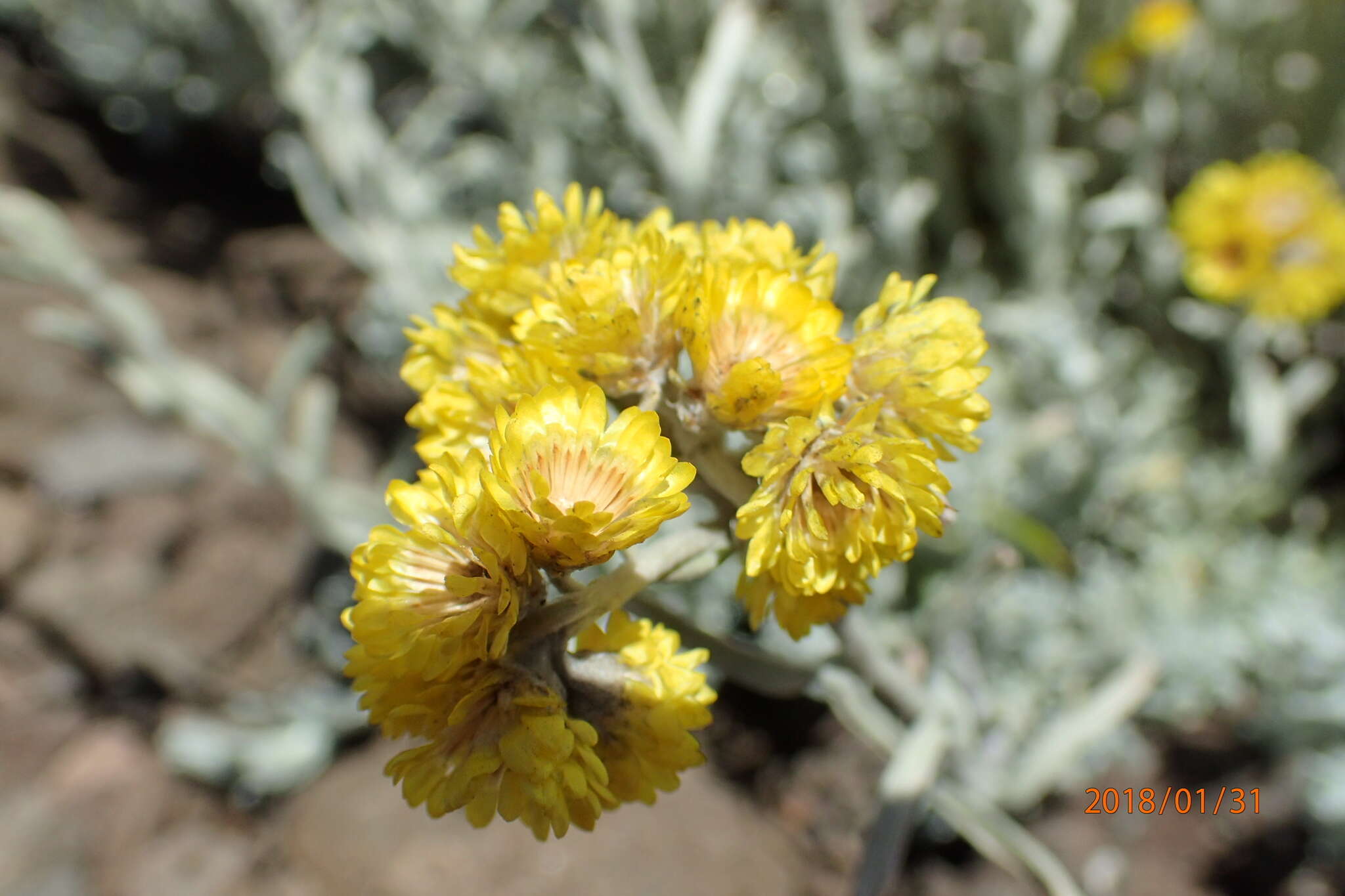 Image de Helichrysum trilineatum DC.