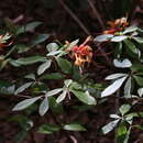 Image of orange azalea