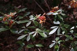 Imagem de Rhododendron austrinum (Small) Rehd.