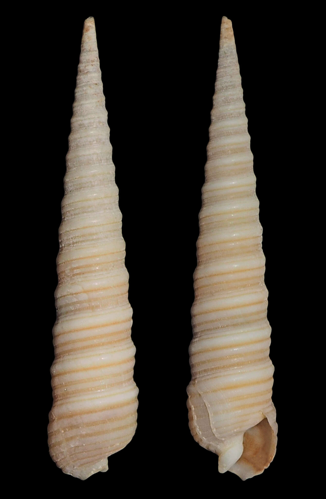 Image of Terebra funiculata Hinds 1844