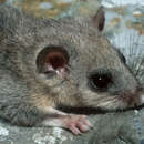 Image of fat dormouse