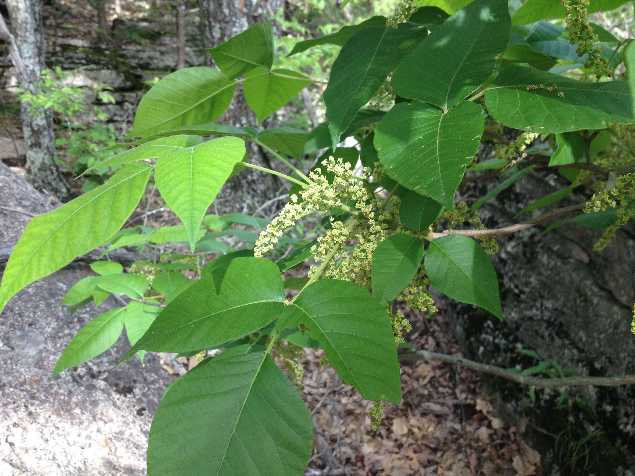 Toxicodendron radicans subsp. pubens (Engelm. ex Watson) Gillis的圖片