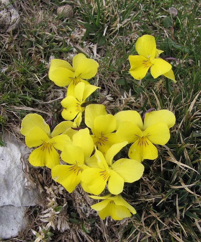 Image of Viola zoysii Wulf.