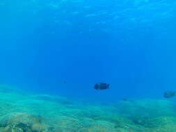 Image of Bumphead damselfish