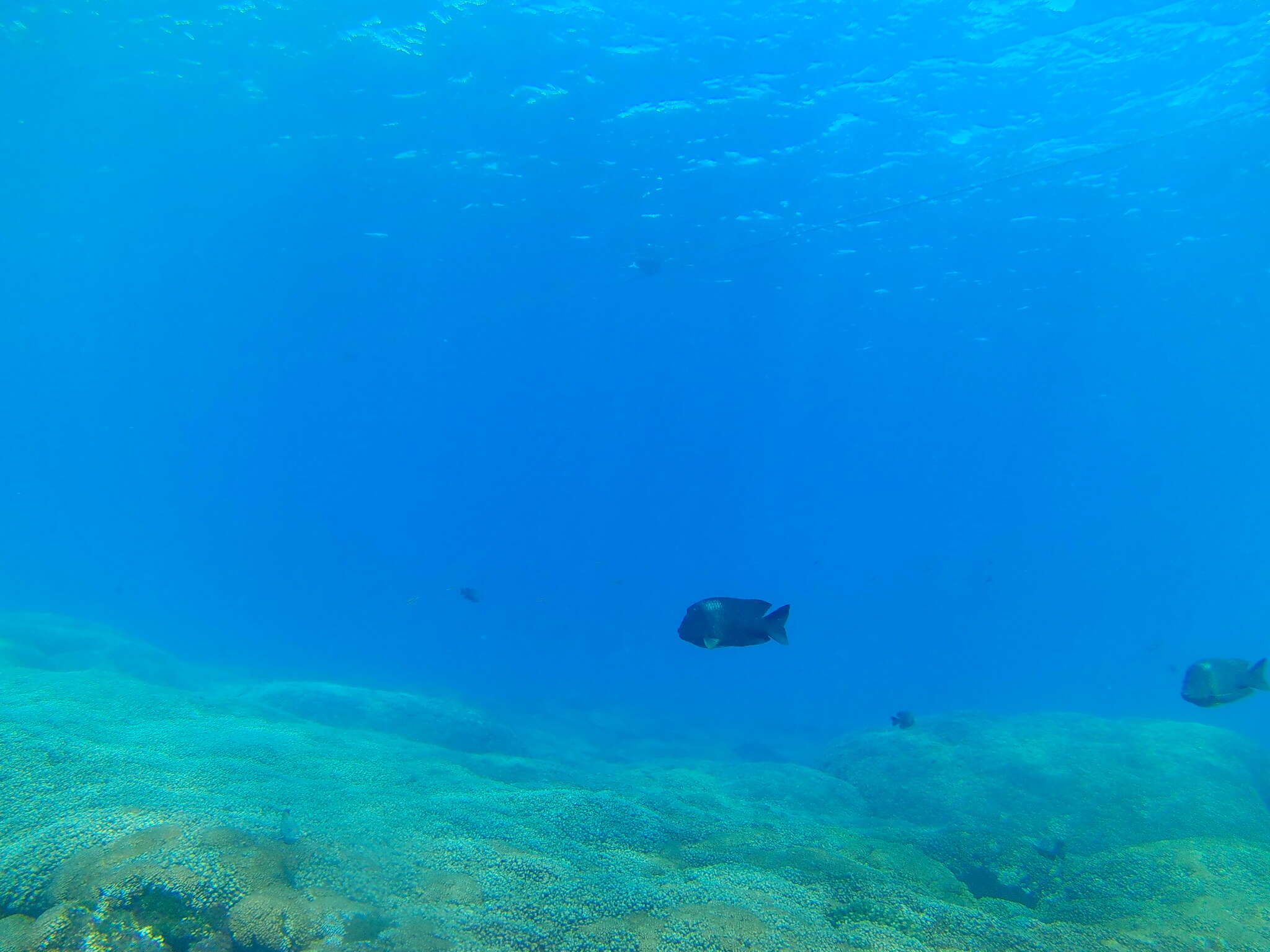 Image of Bumphead damselfish