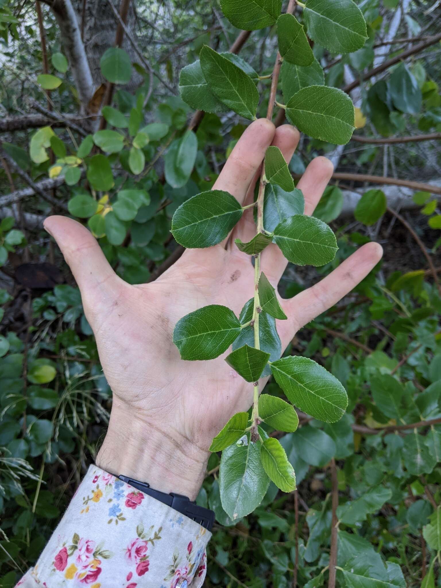 Imagem de Endotropis crocea subsp. pirifolia (Greene) Hauenschild