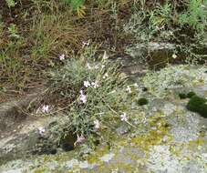 Dianthus hypanicus Andrz.的圖片